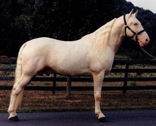 royal_ivory_resized.jpg